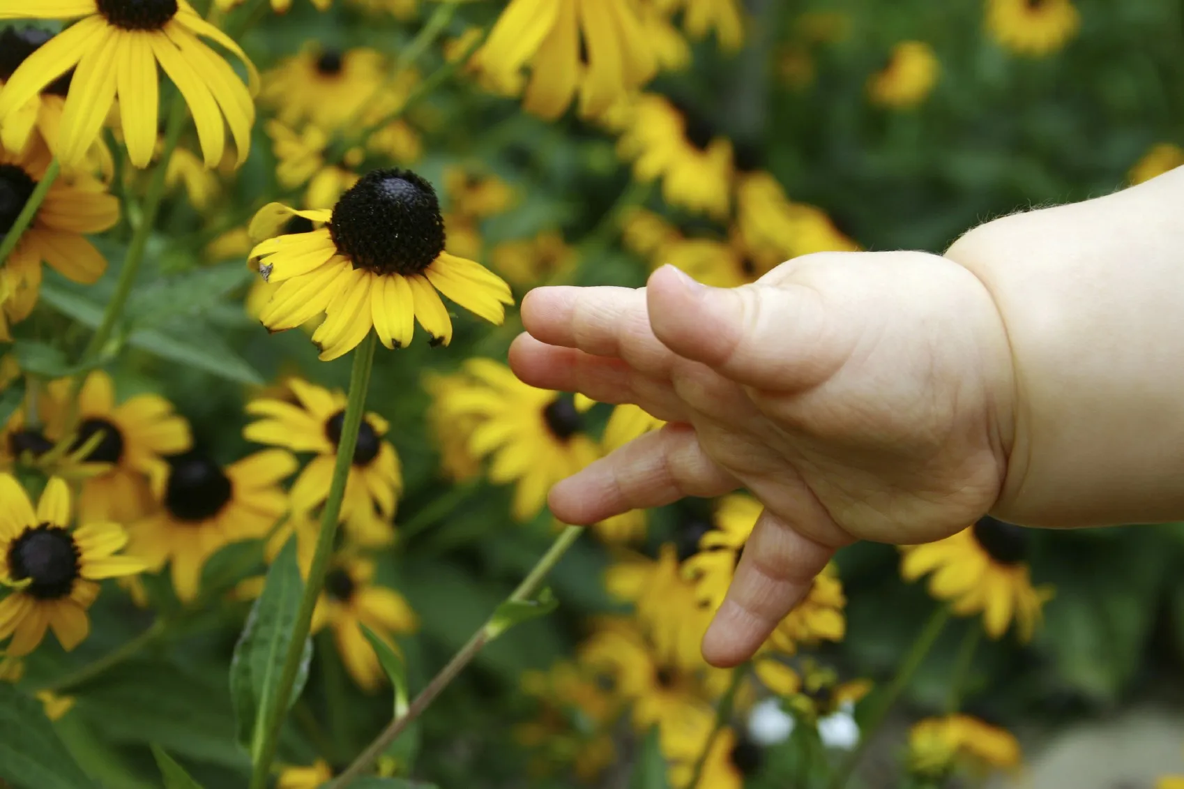 Kinderhand berührt gelbe Blüten